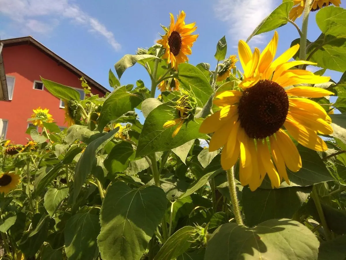 Guest House Sunflowers Pomorie 2*,
